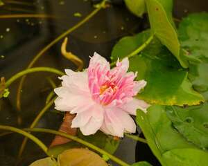 水莲花叶子干了怎么办