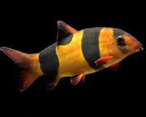 三间鼠鱼的饲养环境