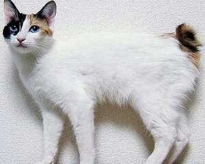 日本短尾猫好吗？日本短尾猫介绍