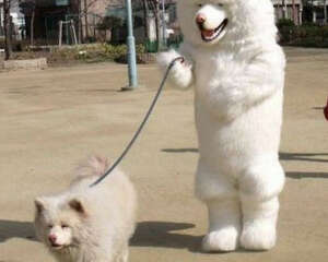 狗狗多大能带出去溜