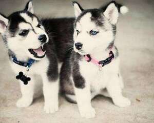 阿拉斯加和哈士奇有什么不一样？