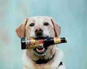 狗狗喝啤酒，狗狗喝啤酒会造成什么后果？