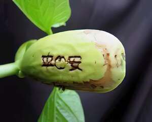 魔豆的栽培和管理（图）