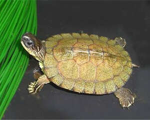 黑木纹龟的护理知识