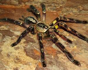 彼得逊华丽雨林蜘蛛的饲养要点