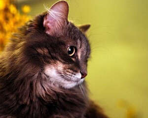 10公斤的大包猫粮如何保鲜