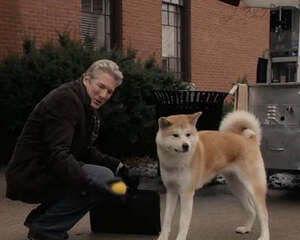 秋田犬的智商怎么样