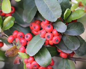 小丑火棘的养殖方法和注意事项