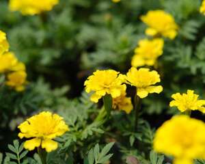 孔雀草花语、别名和养殖方法