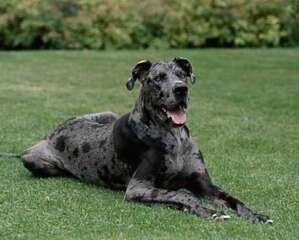 大丹犬性格怎么样？大丹犬优缺点介绍