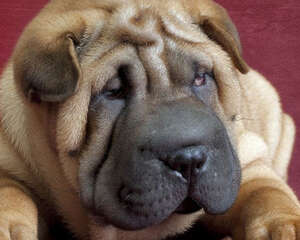 沙皮狗身上的皱纹为什么那么多？