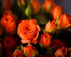 他给月季做了这3件事，月月都看到花开