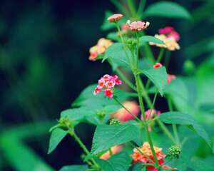 五色梅的主要价值