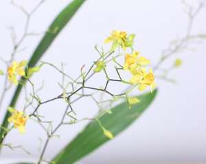 文心兰的养殖方法和注意事项