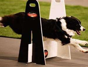 狗狗为什么需要补钙