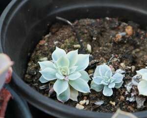 多肉在初夏怎么养