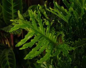 春羽 | 适合客厅养的水养植物