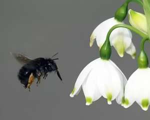 这花开在雪地里，零下20度冻不死，年年爆球一大堆！