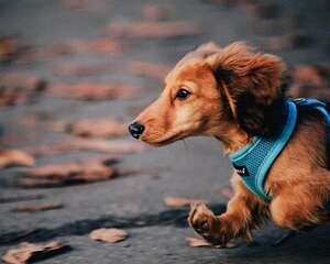 腊肠犬好养吗？智商怎么样？