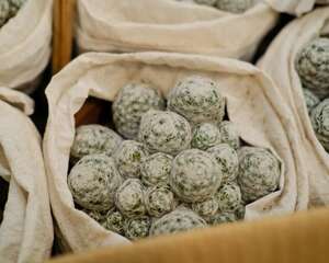 我家仙人球发软，长黄斑咋办呀