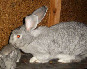 青紫蓝兔的食物选择