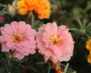 太阳花怎么修剪，太阳花修剪以后还能开花吗