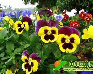 三色堇的神话和花语