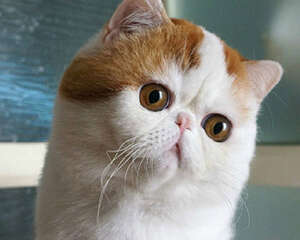 美国短毛猫好养吗？美短如何饲养