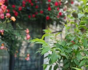 一方小院，养花种草，这样就挺好！