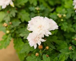 白菊花代表什么意思