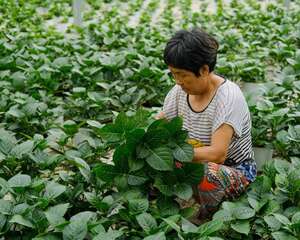 绣球花几月份移栽
