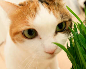 猫草对猫咪有何作用
