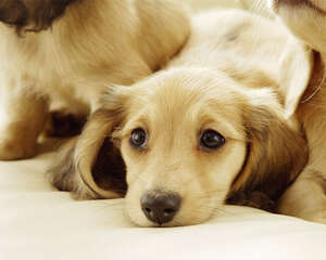 五个对策解决狗狗不停叫喊的难题