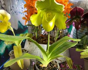 兜兰的虫害防治方法