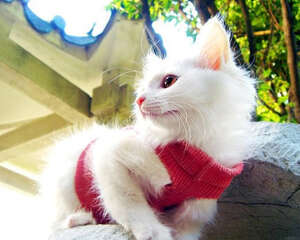 如何让猫咪不感染猫瘟