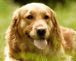 狗狗也需要一个良好的睡眠