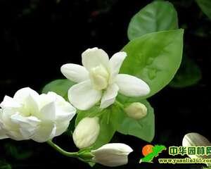 茉莉天气炎热时需要每天早晚浇水