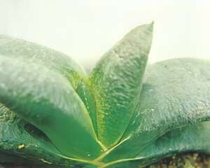 多肉植物－卧牛的栽培管理（图）
