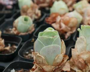 怎么让山地玫瑰苏醒，苏醒后怎么养