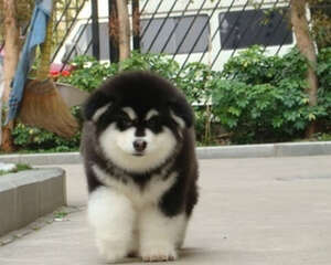 刚抱回家的幼犬散养注意事项