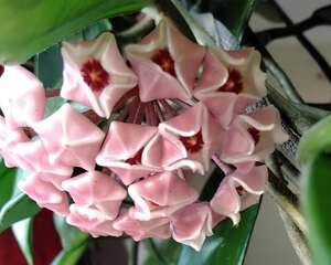 家里的“假绿萝”，竟然能开花，凑近一闻可真香，团团圆圆福气旺！