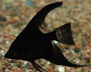 黑燕鱼怎么养？黑燕鱼养殖