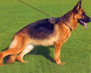 弓背犬性格怎么样？弓背犬的性格特点