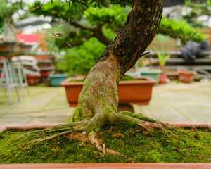 这“4种”树别轻易送人，它们越老越贵，价格蹭蹭长！