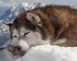 阿拉斯加雪橇犬消化不良