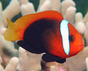 黑红小丑的喂食要点