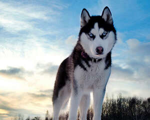 哈士奇吃什么好