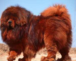 藏獒呕吐如何处理 藏獒呕吐怎么办