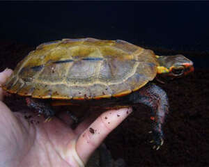 日本地龟的护理知识