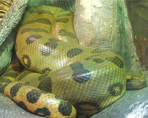 亚马逊森蚺的生活环境